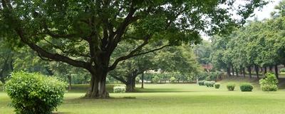 Flood Drainage Systems for Tree Pits